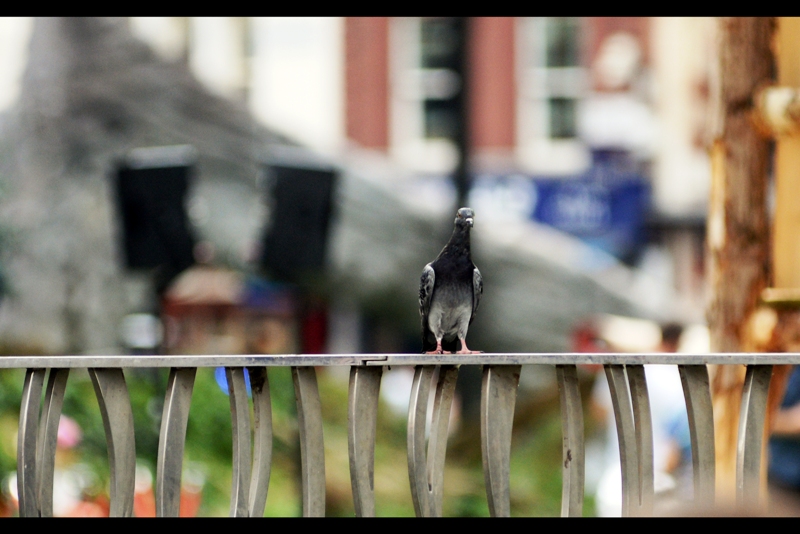 Hours passed. All the fun stuff was inside the park (including guests, giant toys and ornaments, and media and photographers) - we weren't allowed there. The pigeon : it mocks me.