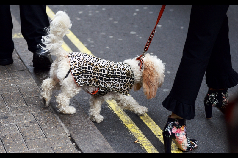 "Don't make eye-contact with the common people, Prizzy. Come, I'll buy you a demi-soy latte...."