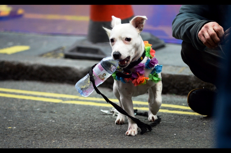 Evian Dog<TM> Wants A Modelling Contract. (His master will possibly settle for cheap vodka)