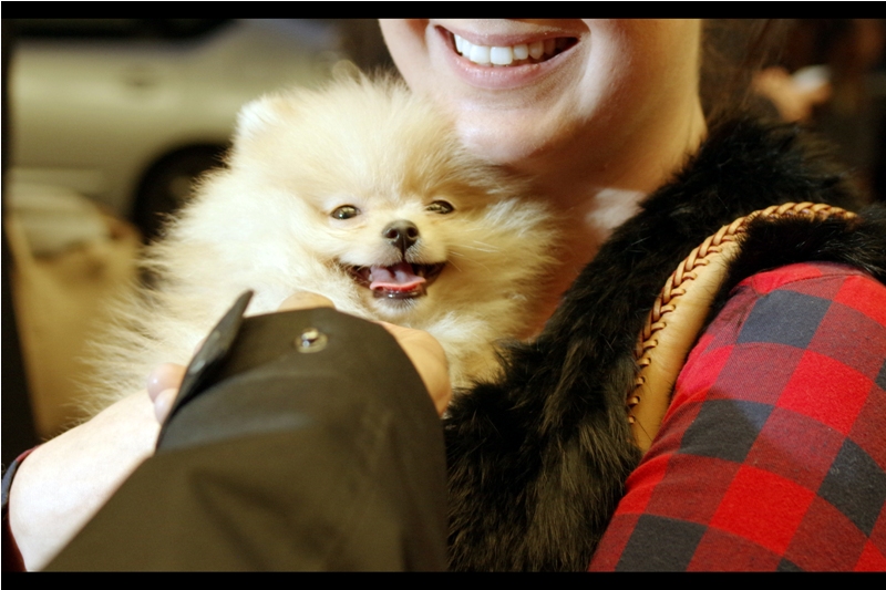 OMG : This premiere (and hence its journal) has cute puppy dog content!! Between this and Jenna Coleman / Martin Freeman further below I'm sure to go viral. Or... you know... this journal might.