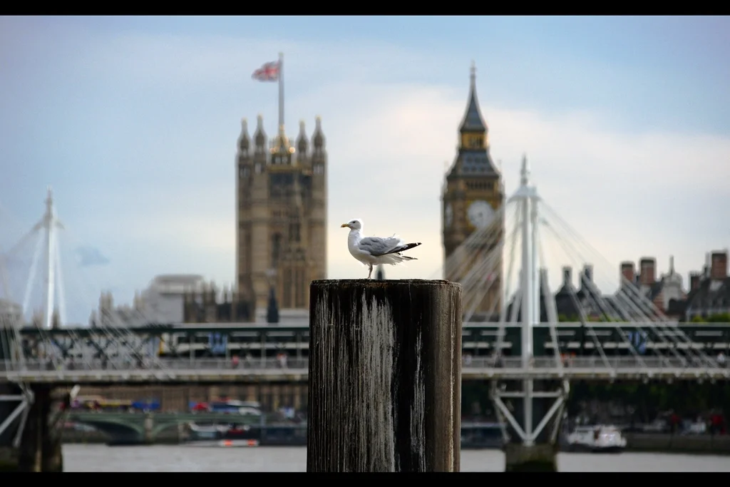 We start this premiere journal in a way a regrettably small number of journals do : a seagull perched on a log in front of Big Ben.
