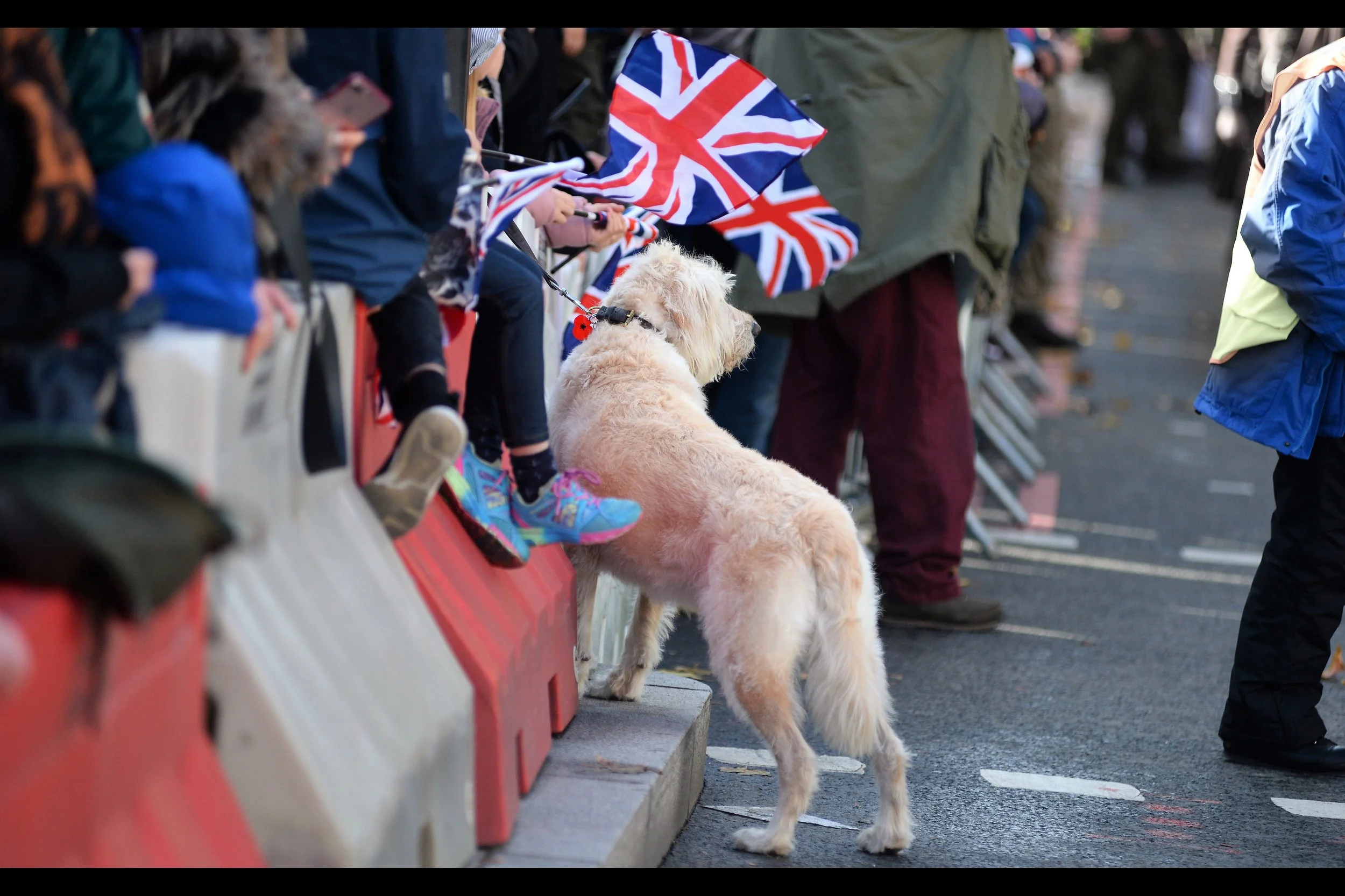Dog Thinks : “I’m going to have to pee on one of those floats eventually, and I just know it’s going to be interpreted as a political act. But it won’t be. Or at least… it mostly won’t be”