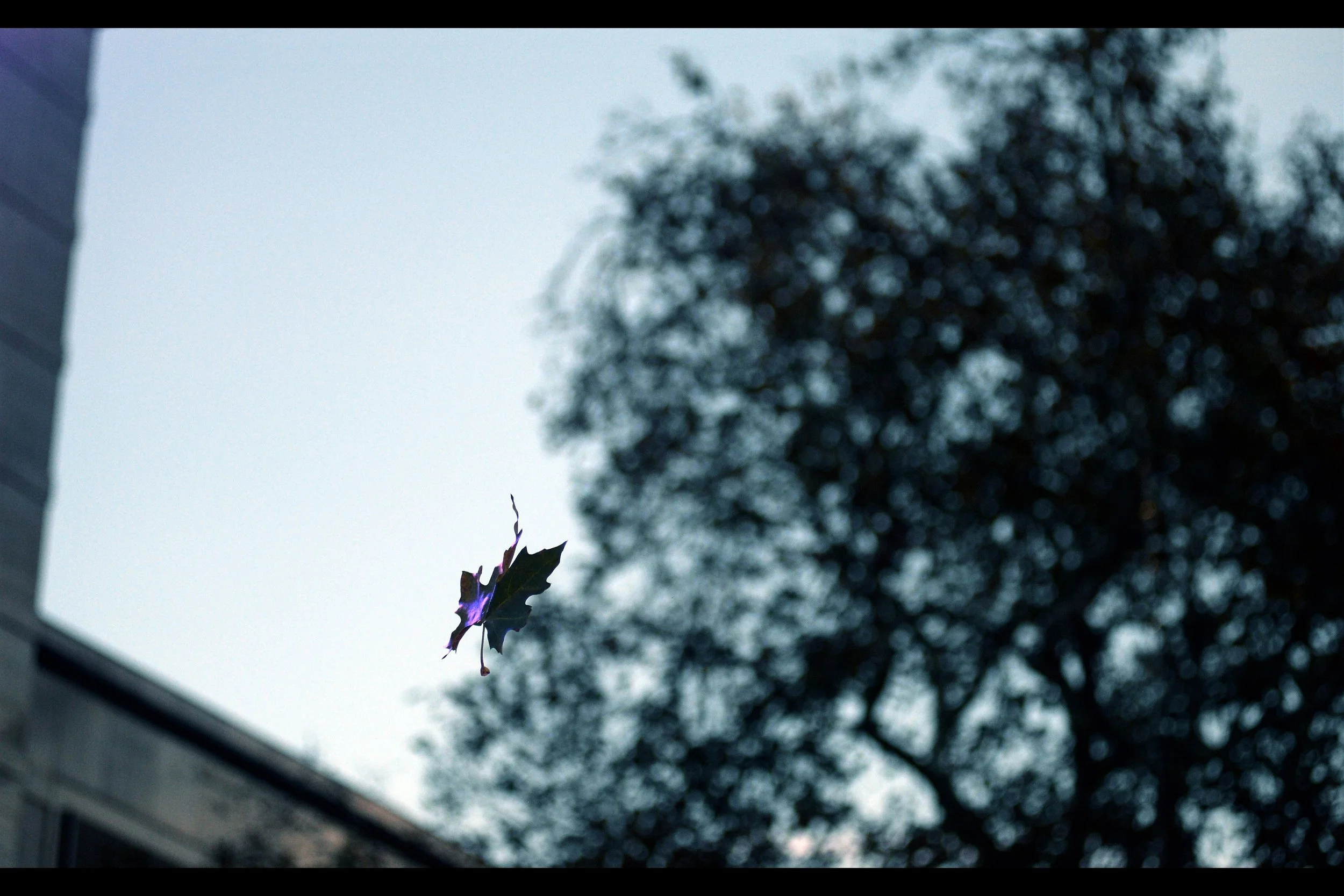 What I do have, though, that the average over-excited mobile-phone-toting Brazilian Harry Potter fan does not, is a camera that can nail this shot of a falling leaf on a single attempt. Coupled with an overall sense of pessimism I take with me everywhere, the two almost cancel each other out.
