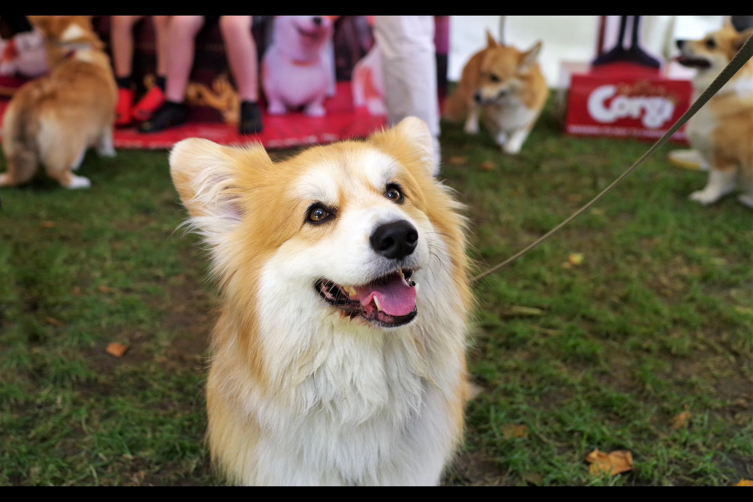 “That treat isn’t just going to eat itself, you know….” It’s also not going to distract the dog from anyone trying to photograph it…