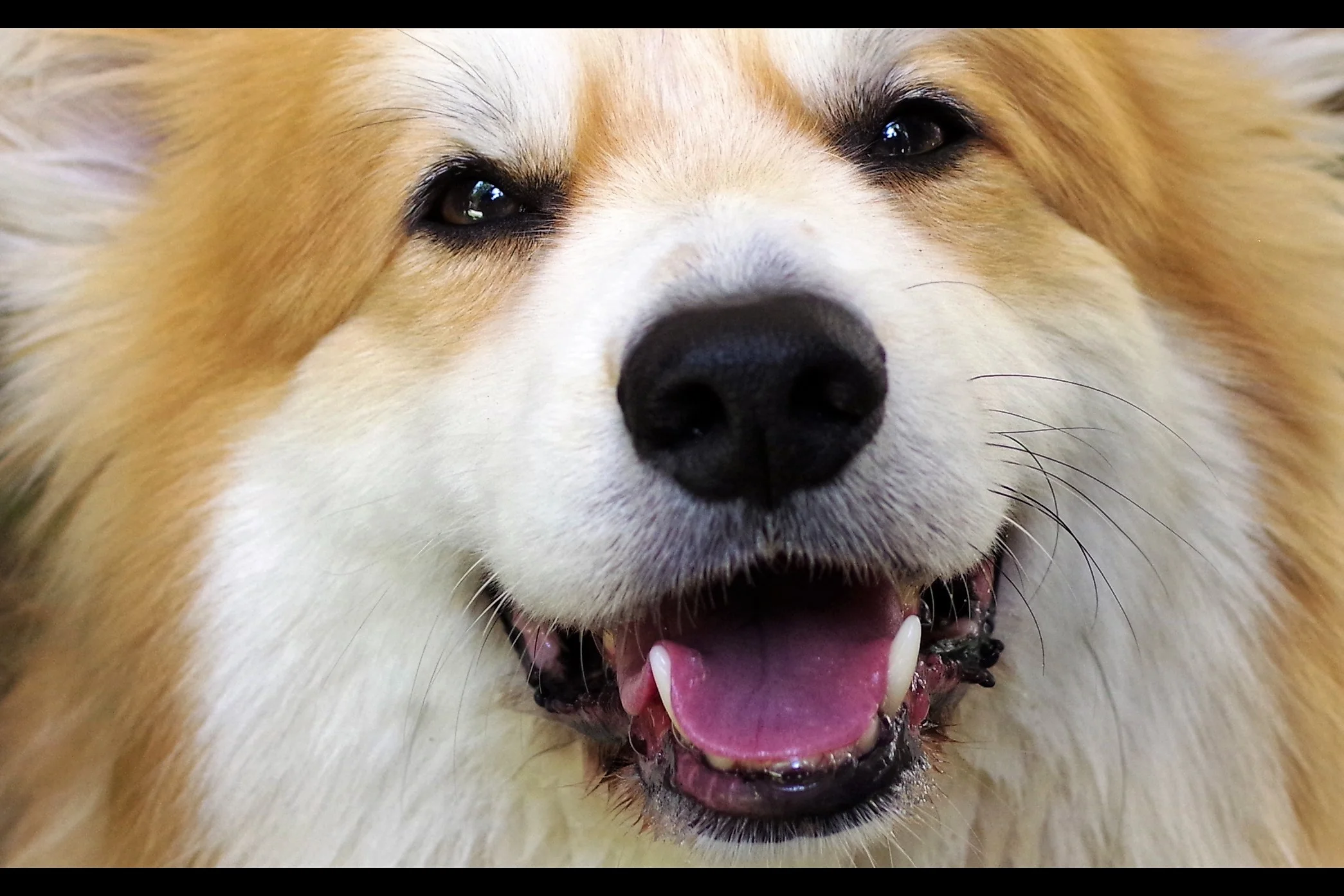 Sadly, all corgis look alike to me so I can’t tell whether this one is cheerfully wanting to be patted, or imagining with pleasures the horrors it would inflict upon me given half a chance.