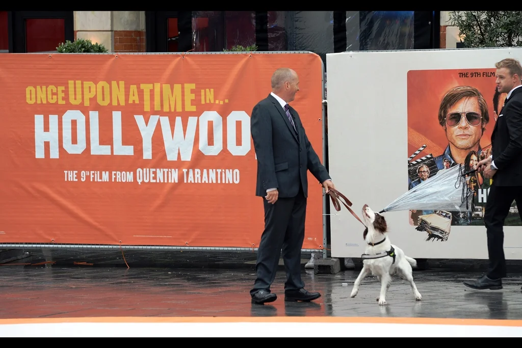“Of course I trained him to immediately approach Margot Robbie once she arrives, thus forcing me to apologise on his behalf, and thus strike up an inevitable yet improbable friendship” And yet I can’t help notice that while the signs all around the premiere (and all the posters) put the triple dots (“…”) in the title after the word “in”, on imdb.com they’re after the word “time”. Lift your game, imdb.