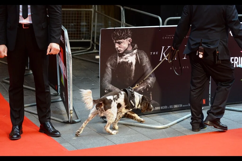 “What’sa matter, boy? Something suspicious?” <translated from canine> “I just can’t believe a human can be THAT dreamy…” Although the fans around me seemed nice enough, for now I was making sure they know I meant Timothee Chalamet, the object of their affection, no harm, no matter how cynical my web journals tend to be.
