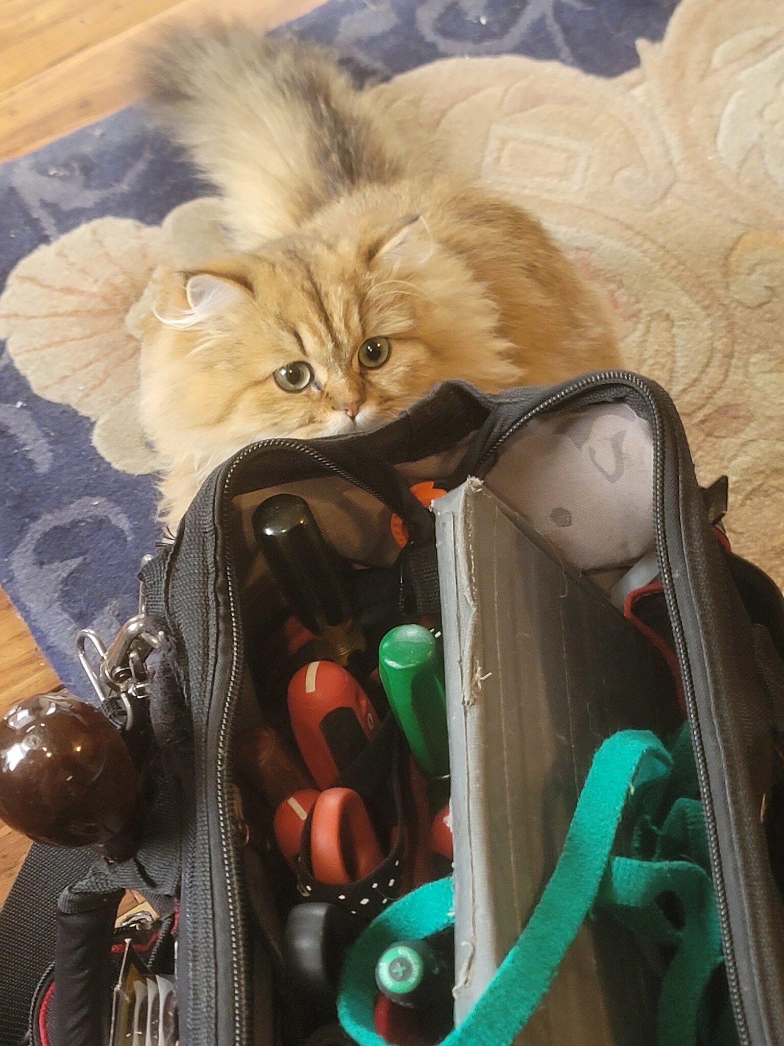 Alisa checks my bags