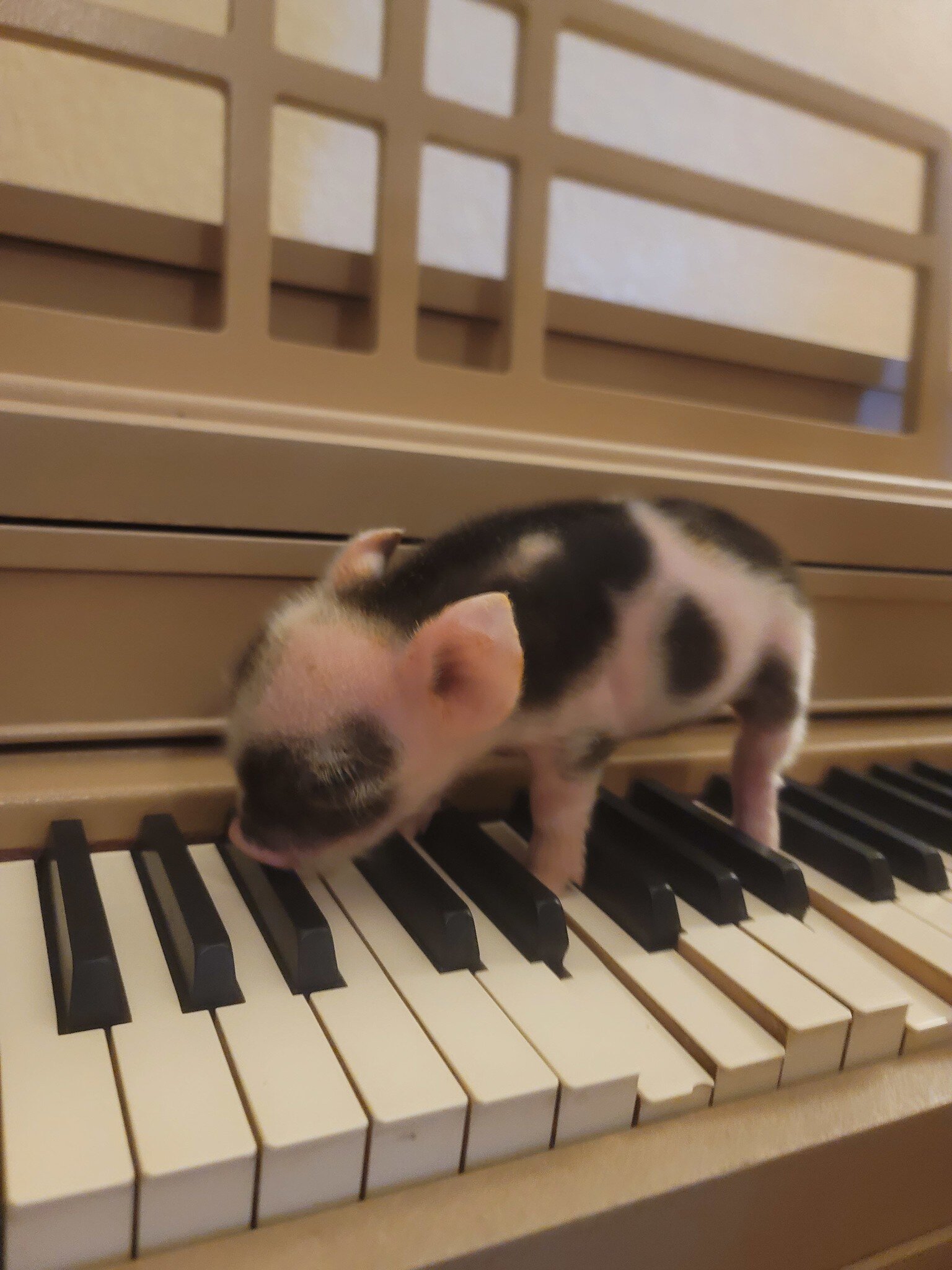 Pig and Pianos