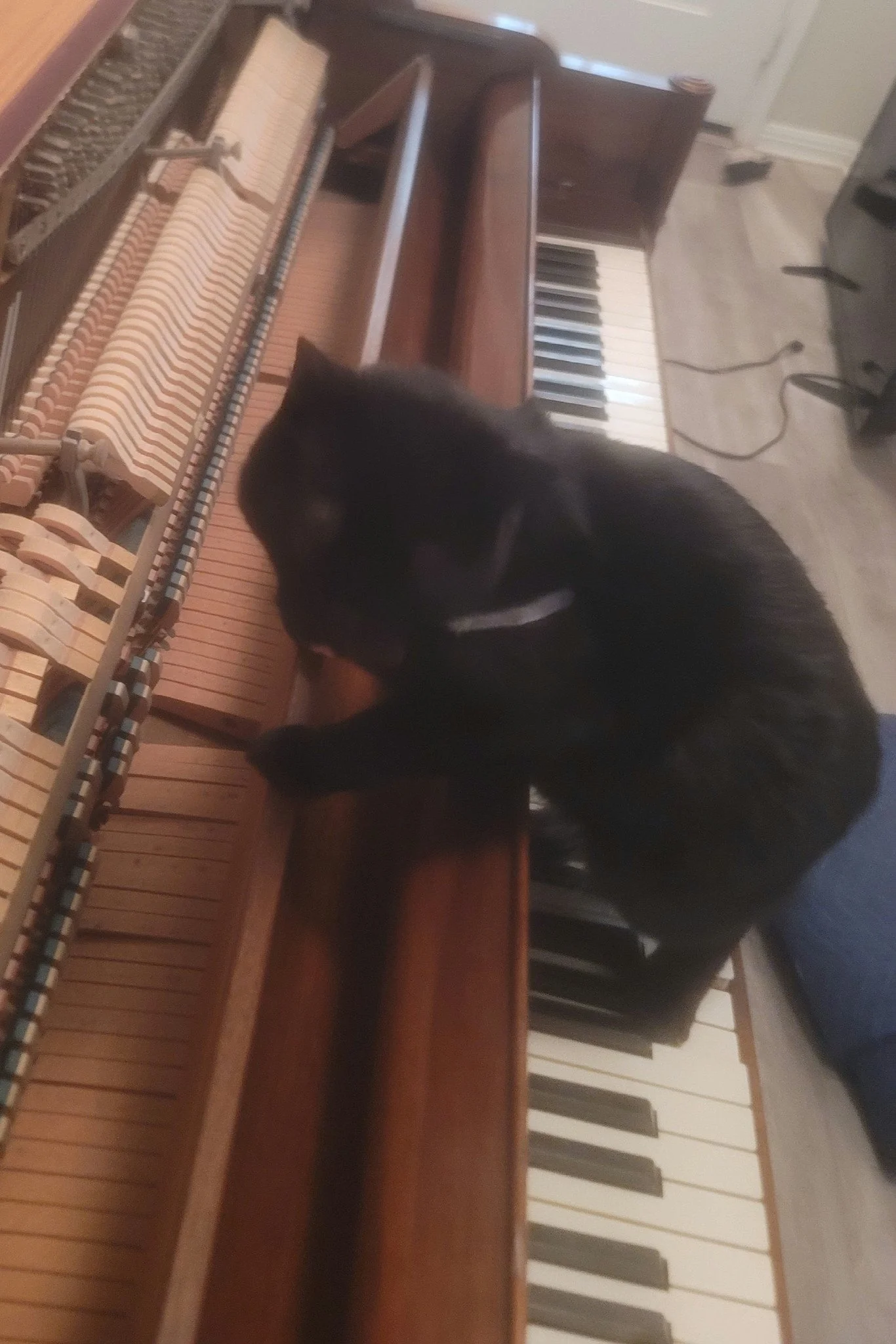 PianoWorks loves cats!