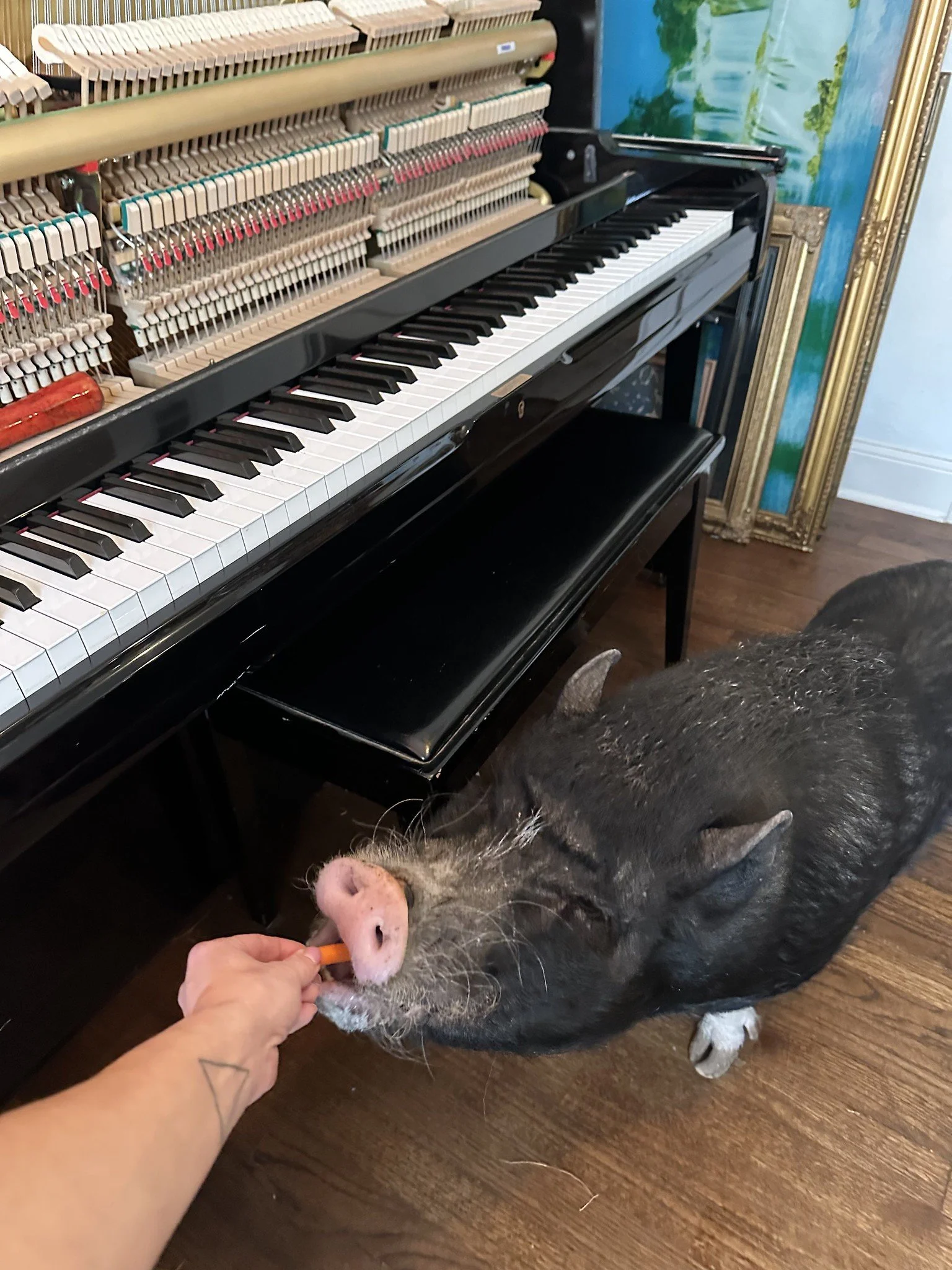 'Mama' the potbelly takes her snack while the tuner takes a break.