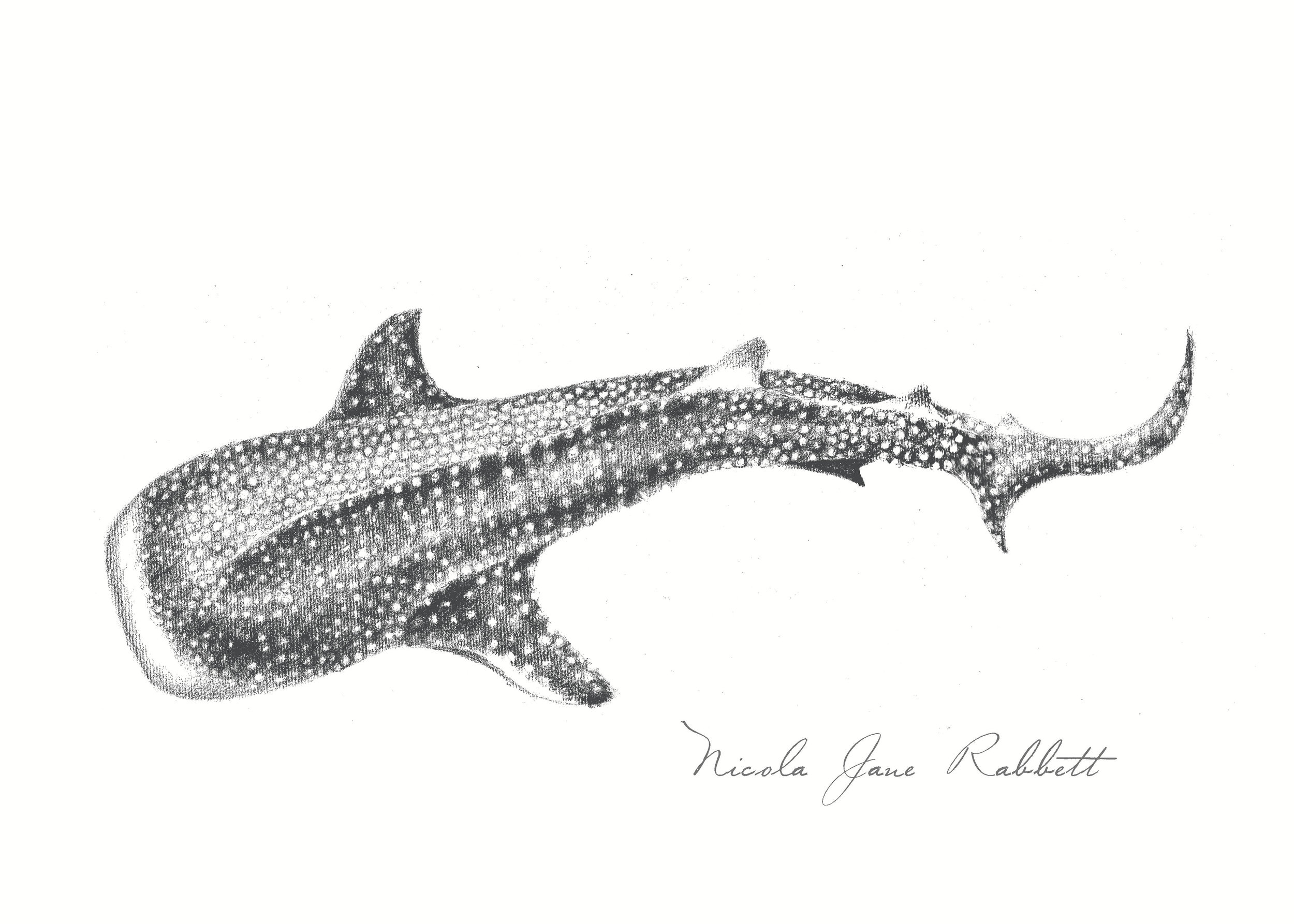Whale Shark by WhittleDesignStudio on Dribbble