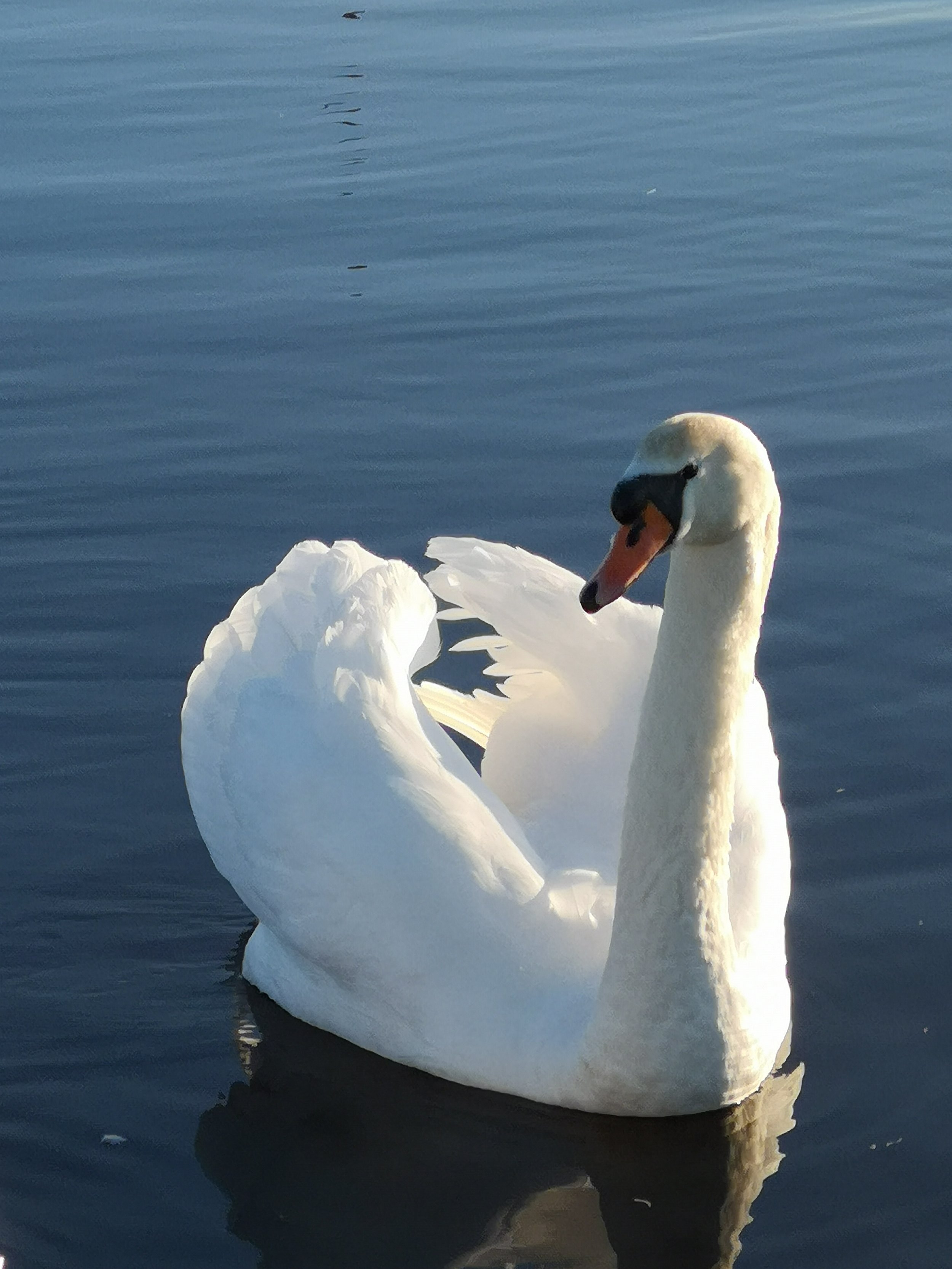 Majestic white swan