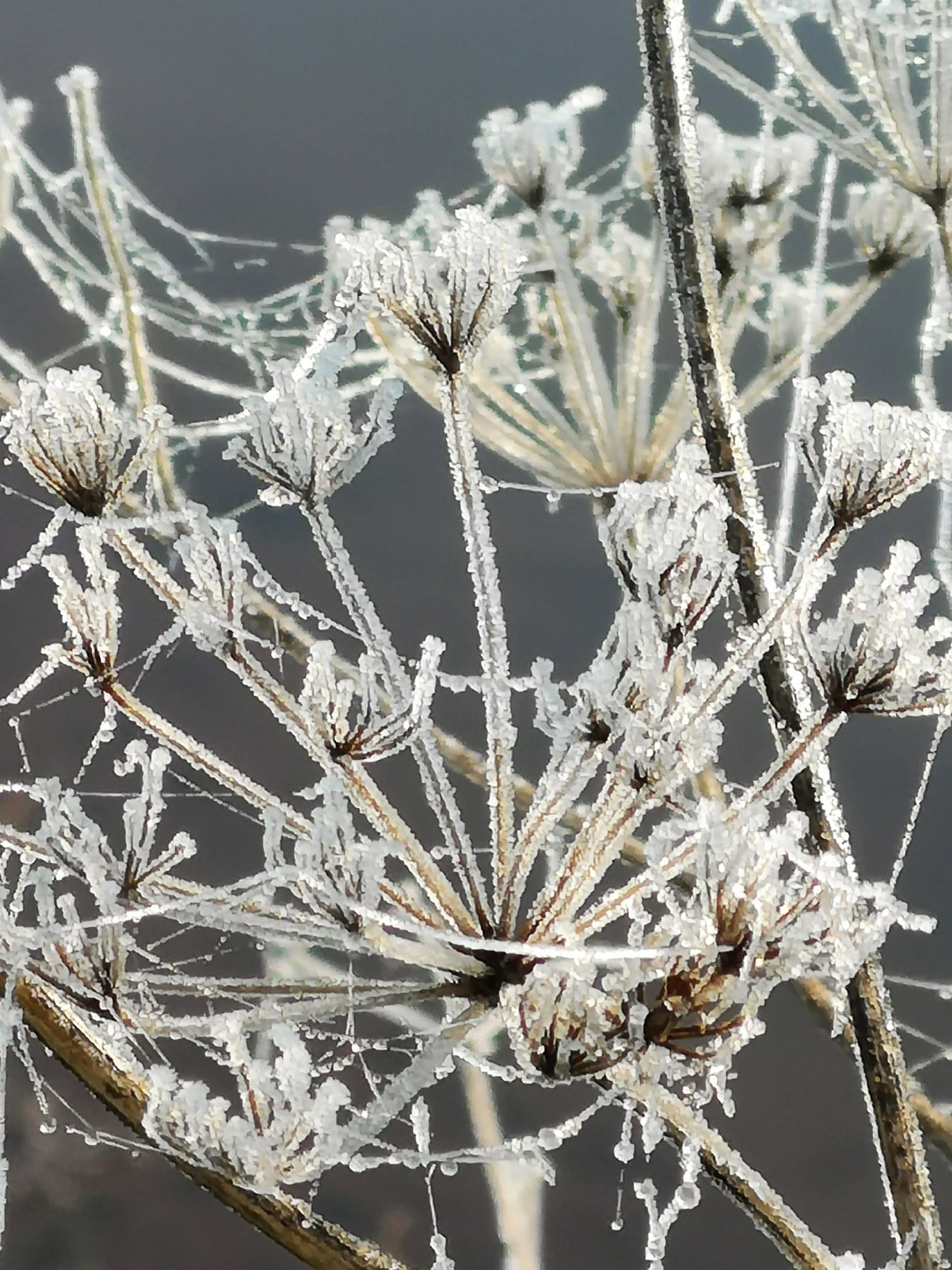 Iced Cow Parsley