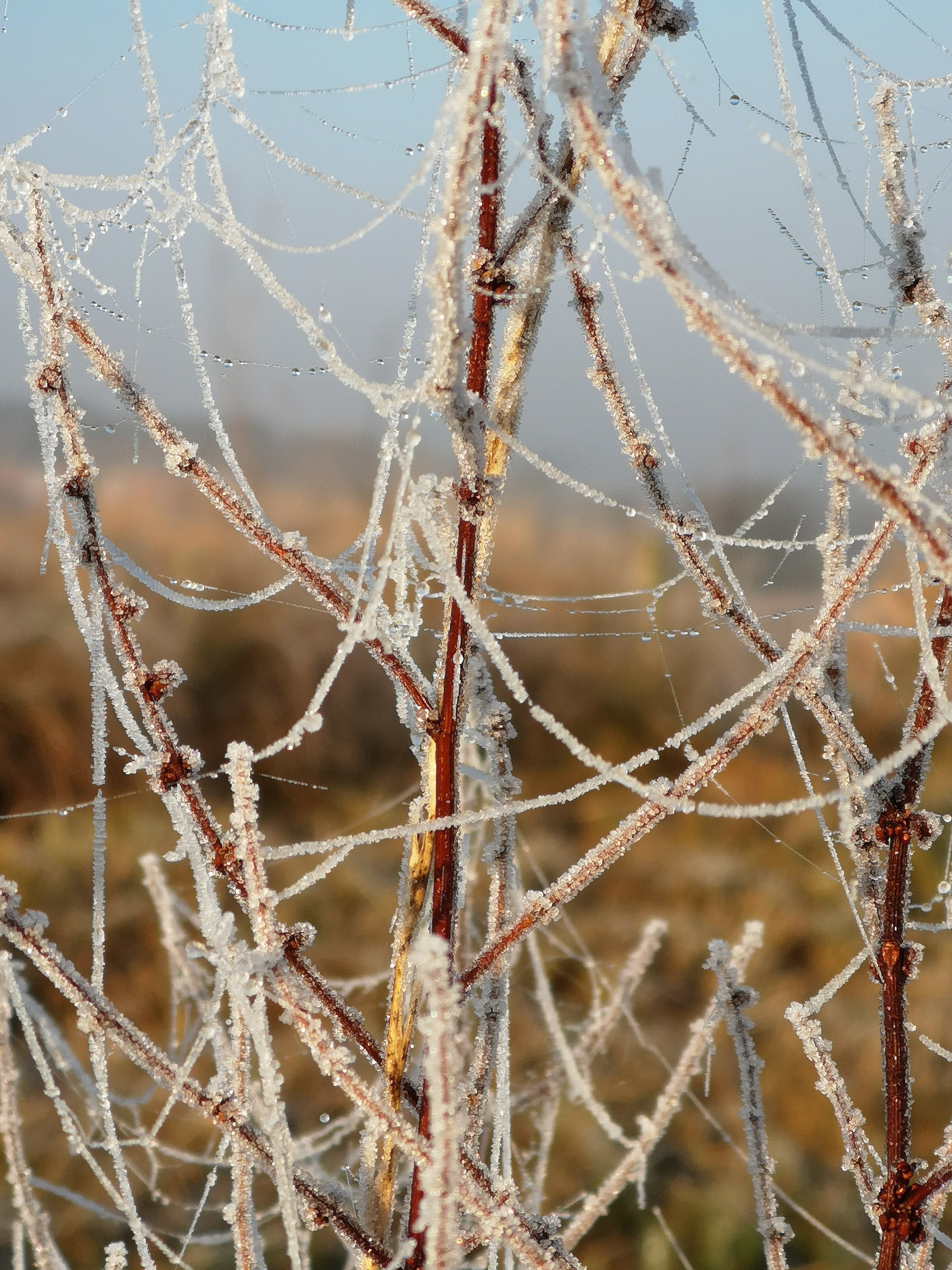Iced cobwebs