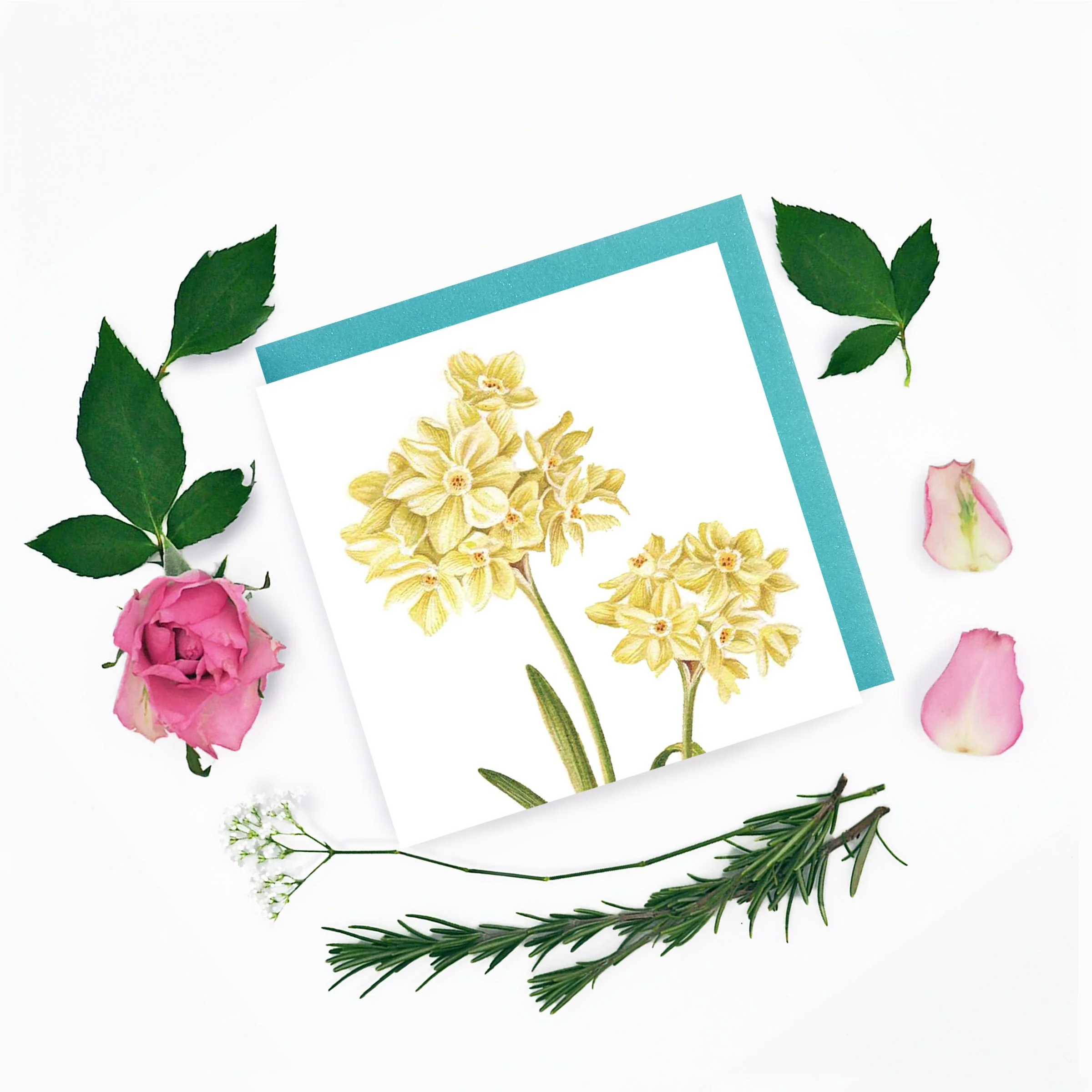 Narcisuss on White Background .jpg