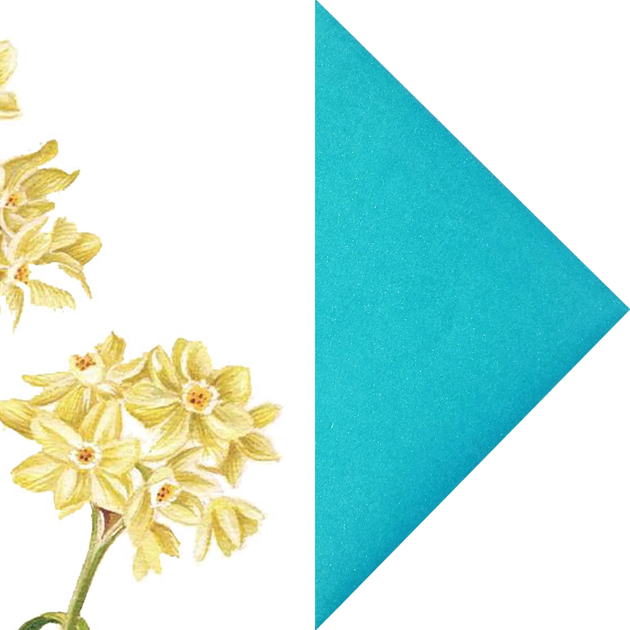 Narcissus with turquoise pearlescent envelope .jpg