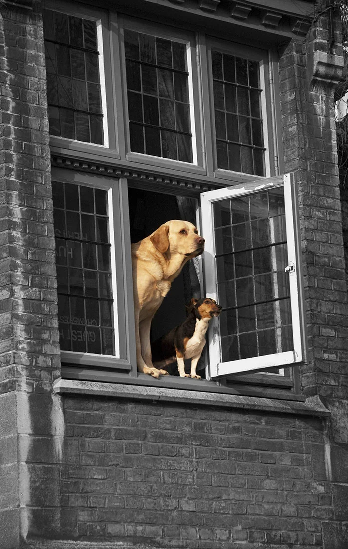 Neighbourhood Watch.jpg