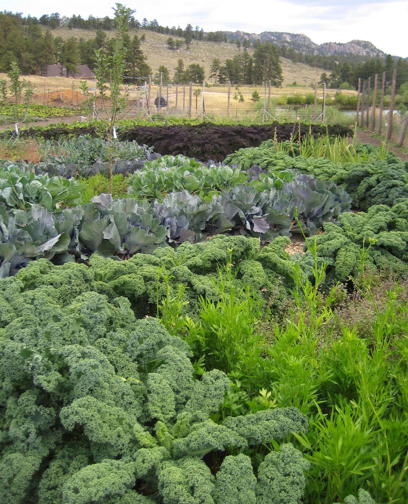 SMC farm cabbage patterns.jpg