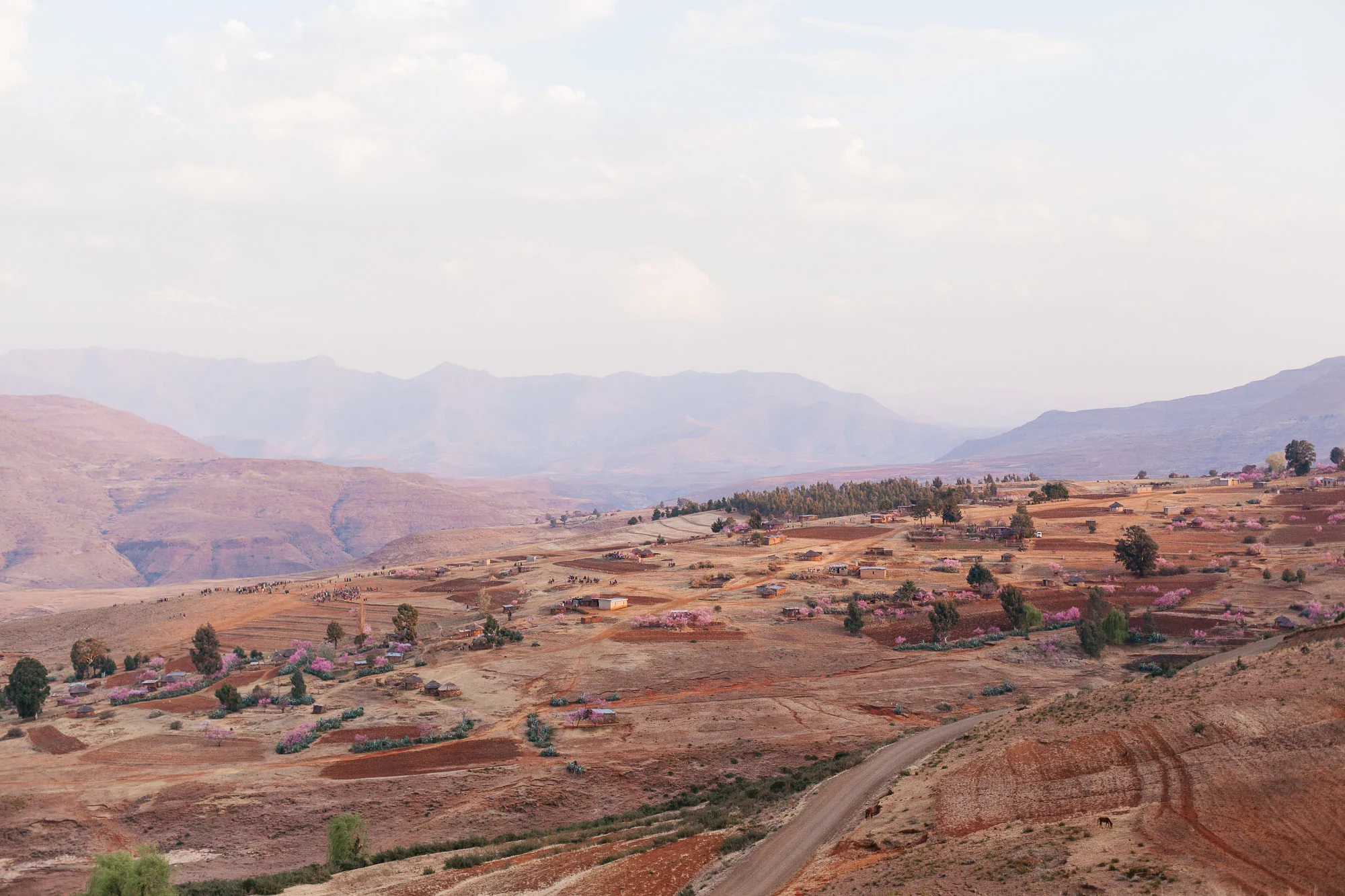 Cherry blossom, aloe plants and sunburnt hills