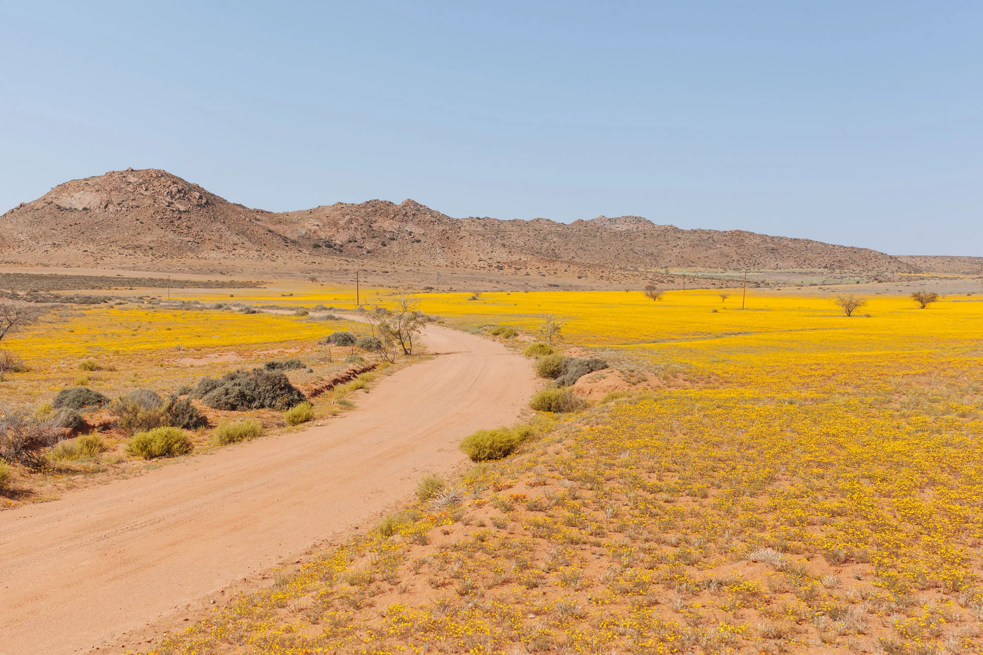 A sea of Namaqualand daisies.