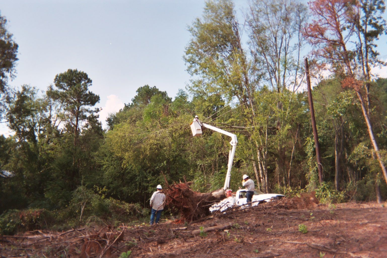 Tree Trimming