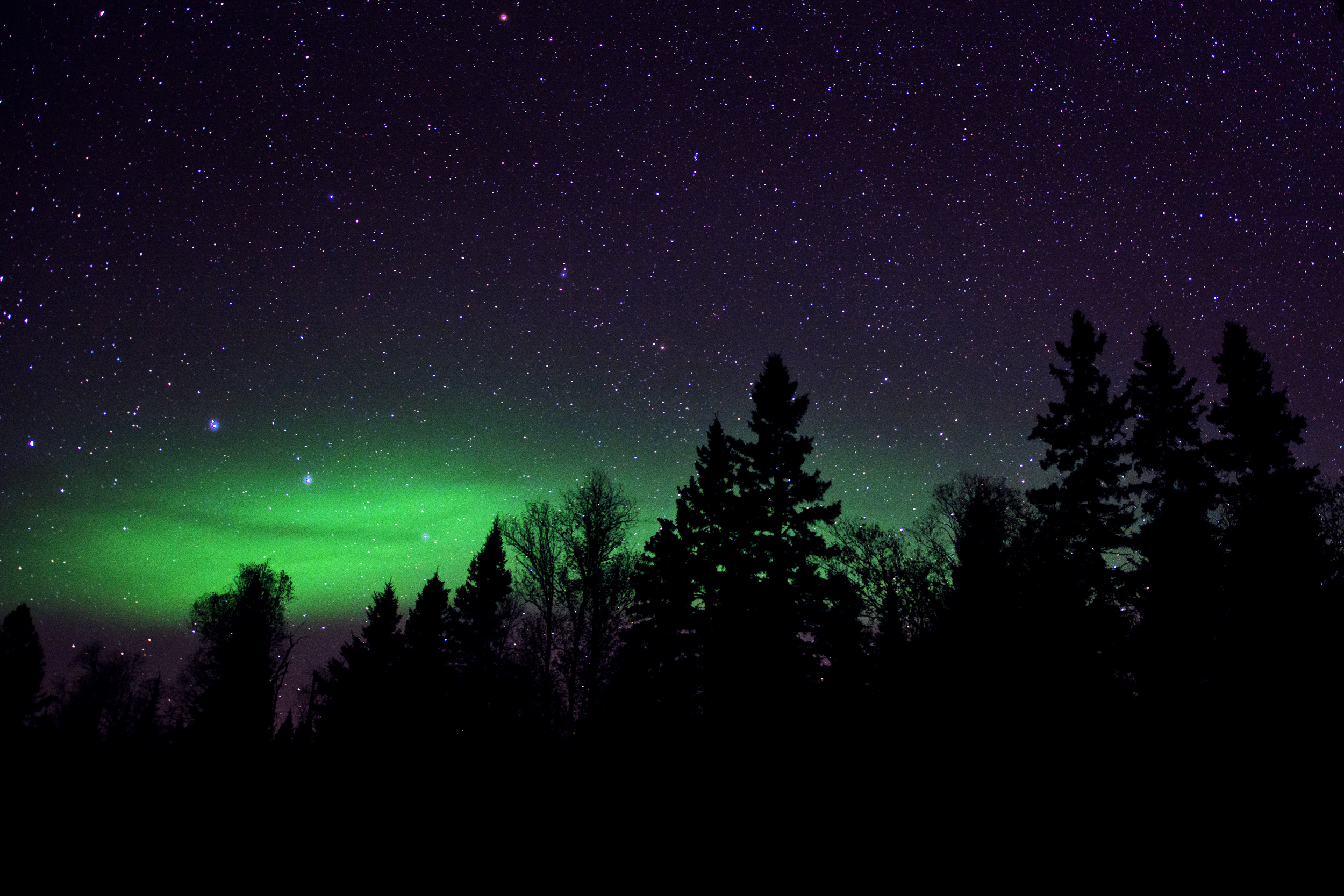 Treeline