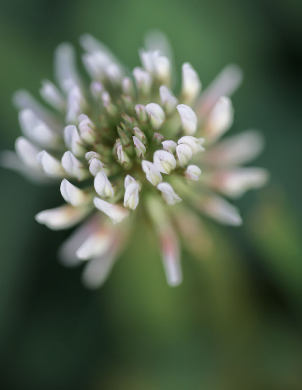 clover.jpg