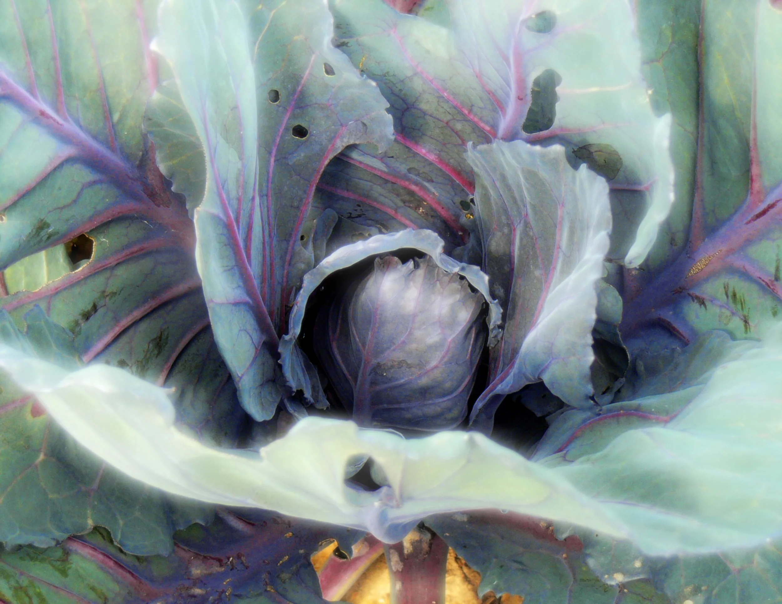 cabbage.jpg