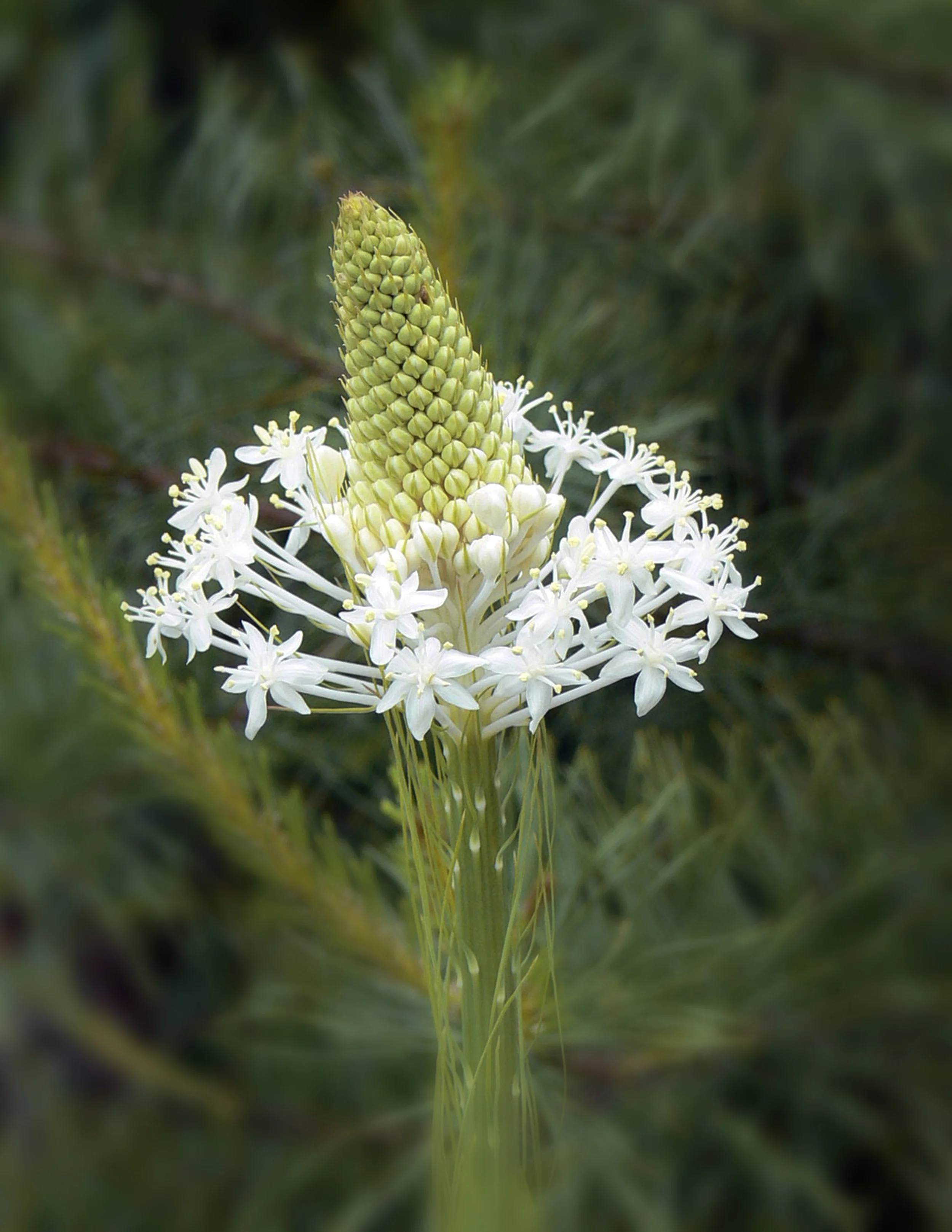 flower blur.jpg