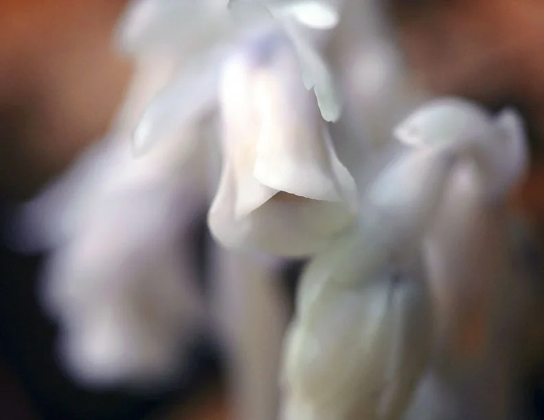 indianpipe.jpg