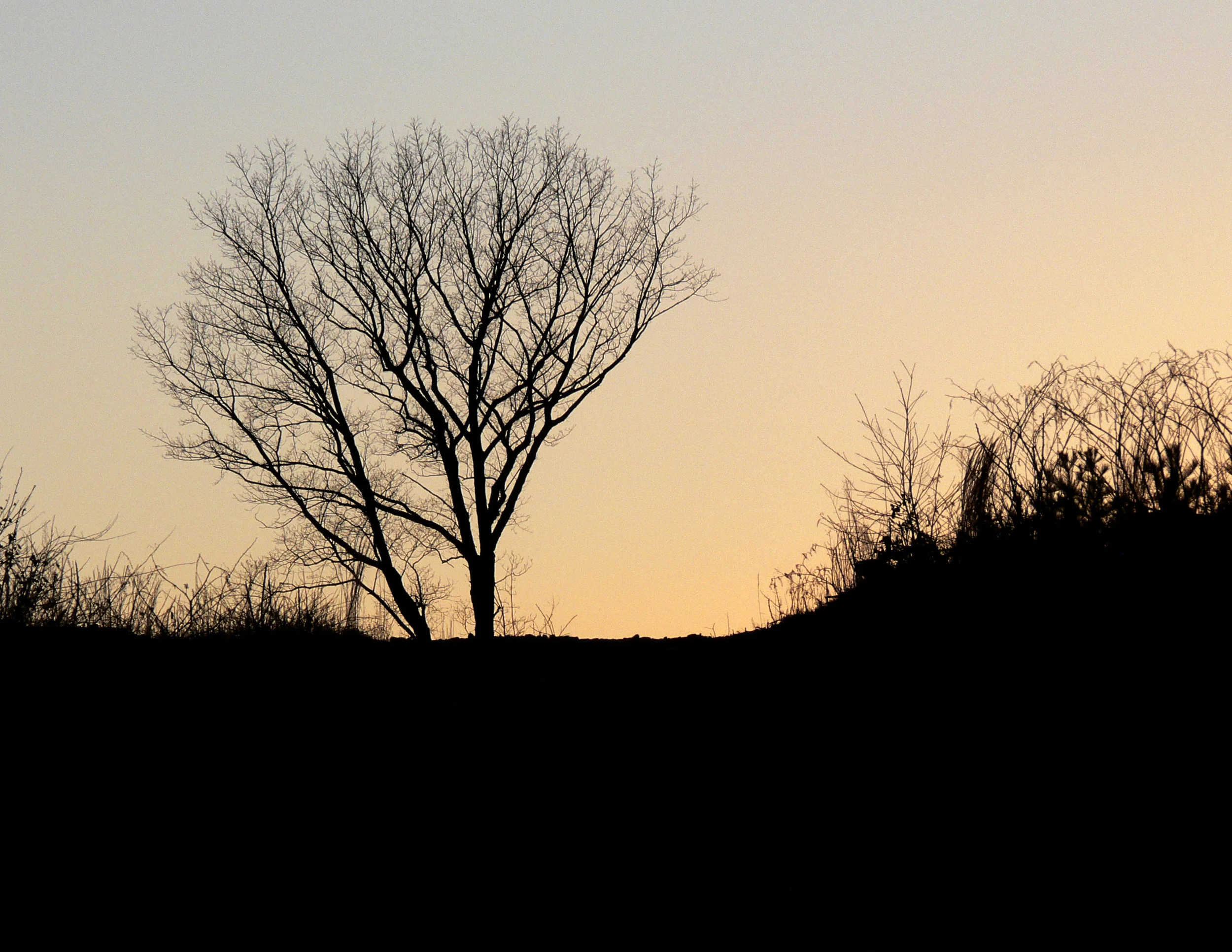 tree1.jpg