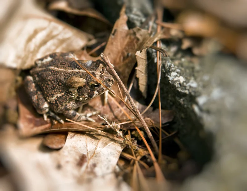 XI9L1205 frog.jpg