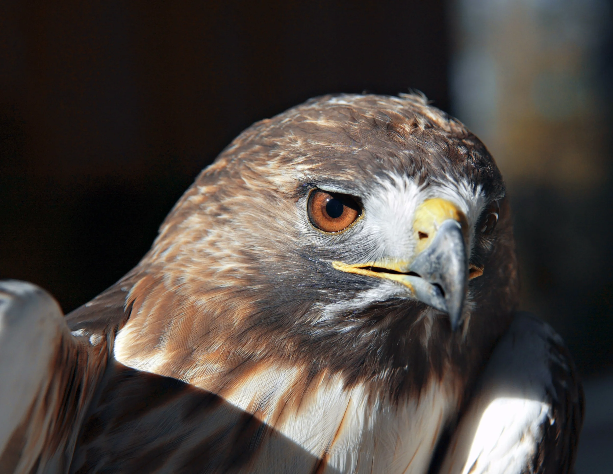 hawk.jpg