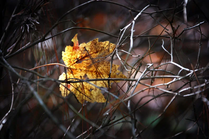 trapped leaf.jpg