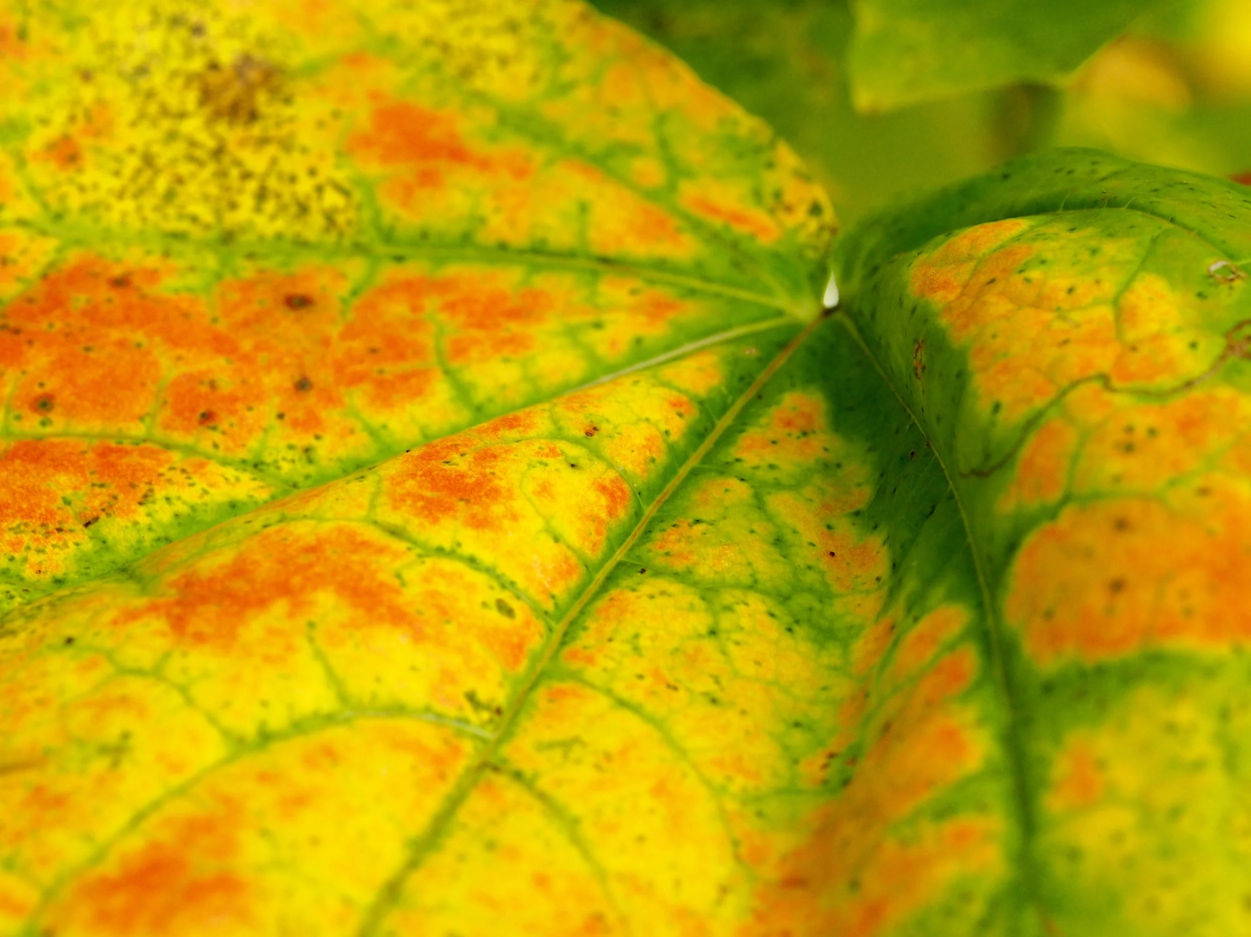 Automne