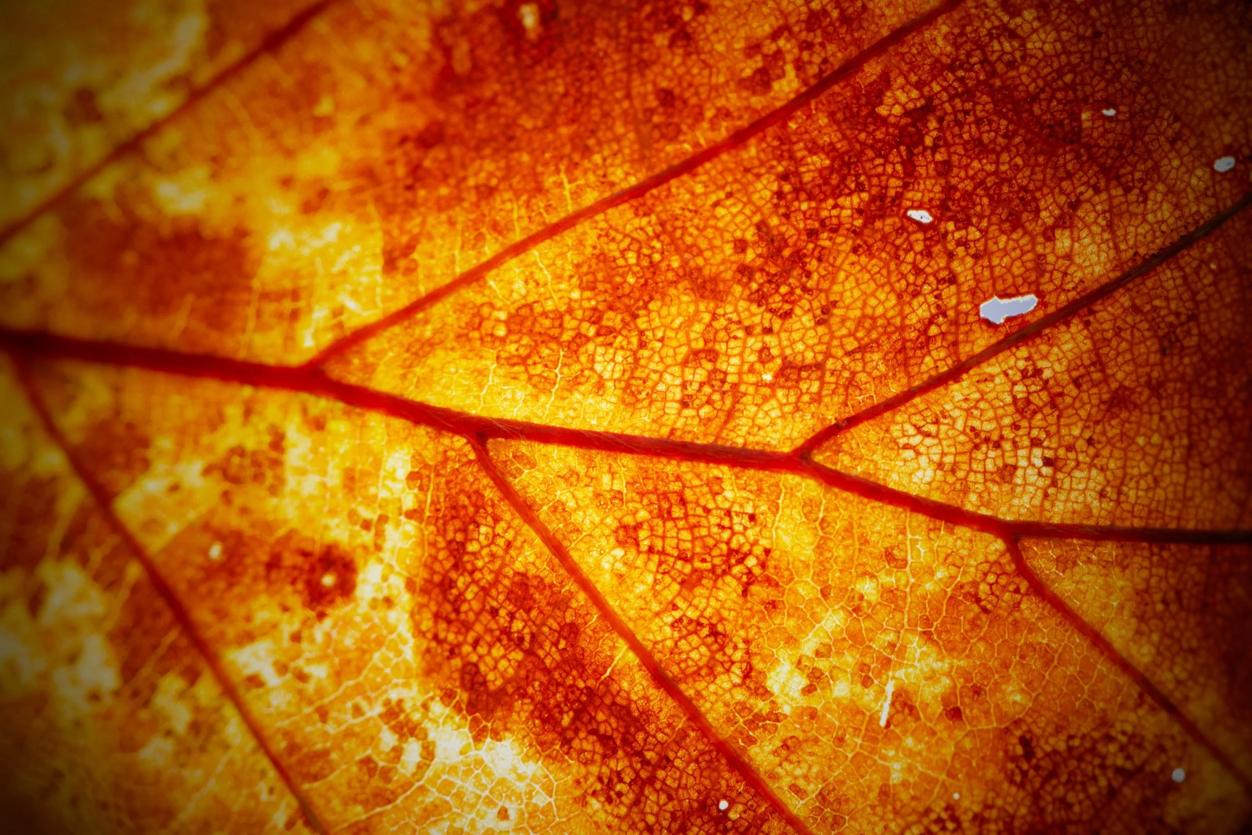 Un vrai temps de Toussaint…