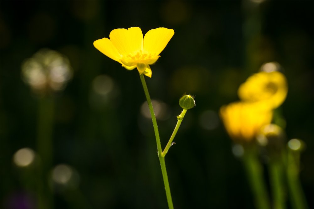 Macro-jardin-mai-2022-017.jpg