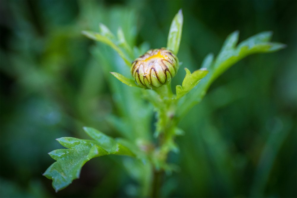 Macro-jardin-mai-2022-045.jpg