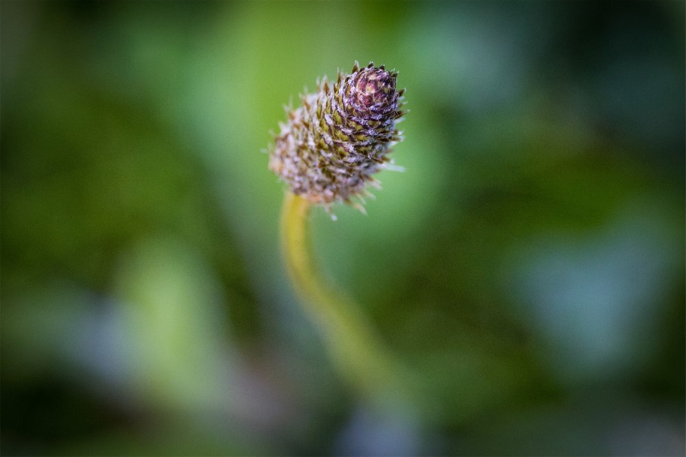 Macro-jardin-mai-2022-054-2.jpg