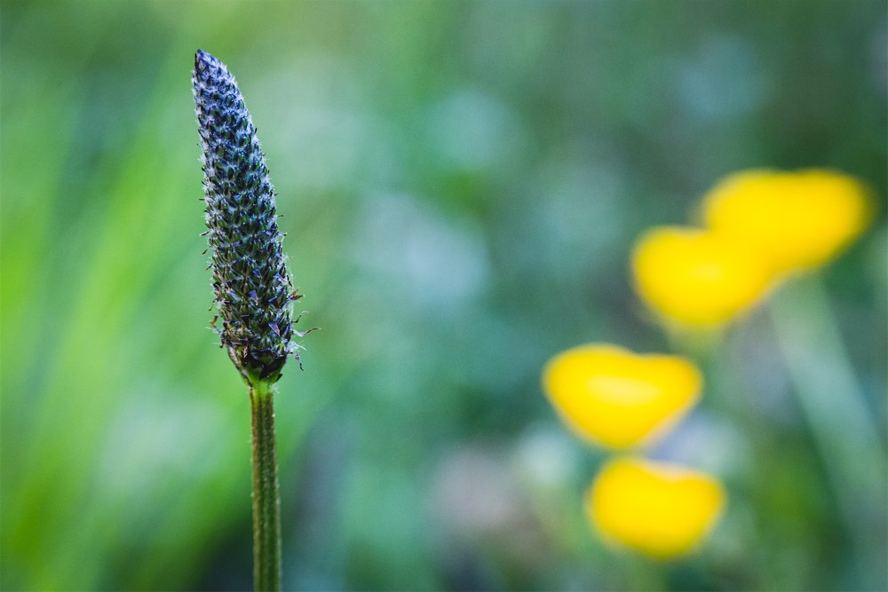 Macro-jardin-mai-2022-013.jpg