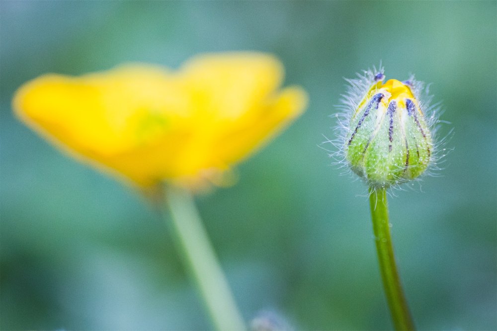 Macro-jardin-mai-2022-001.jpg