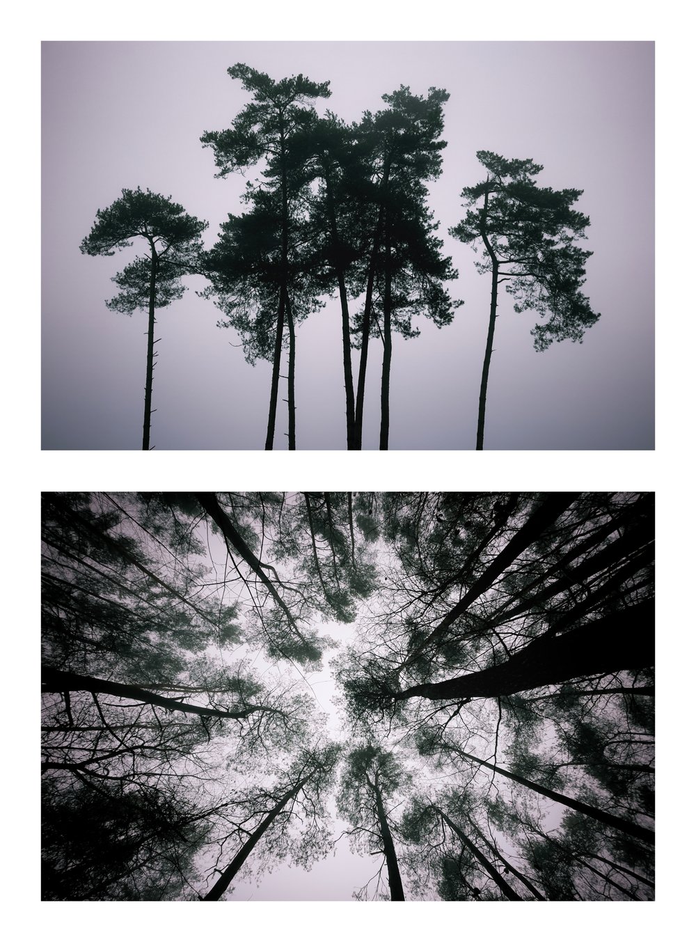 Trees-Duo-Paul-Foguenne.jpg