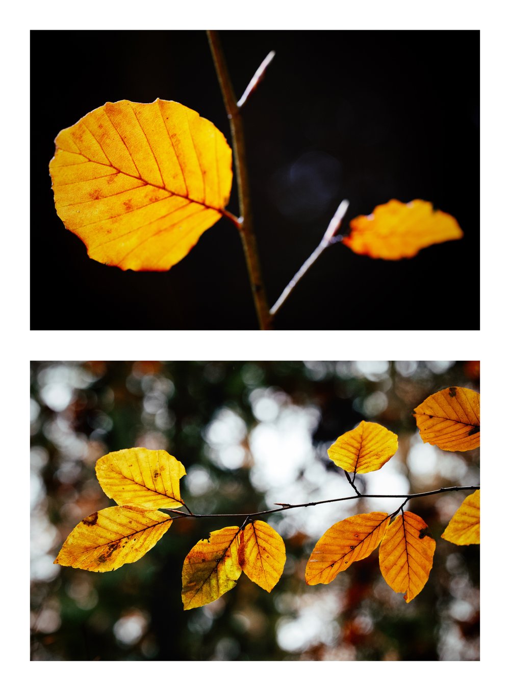 leaf-Duo-Paul-Foguenne.jpg