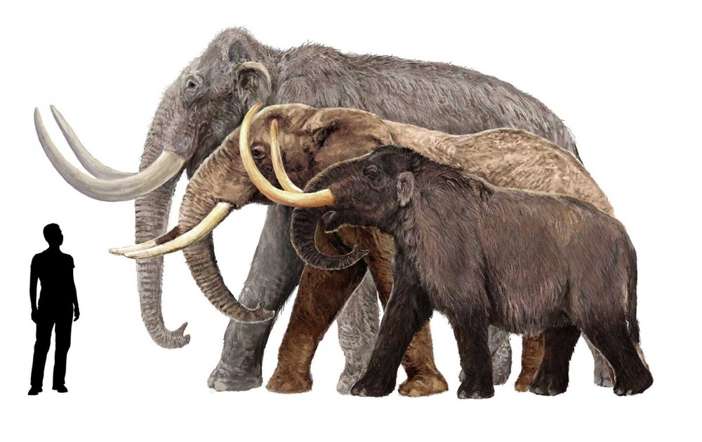 Woolly Mammoth Fossils