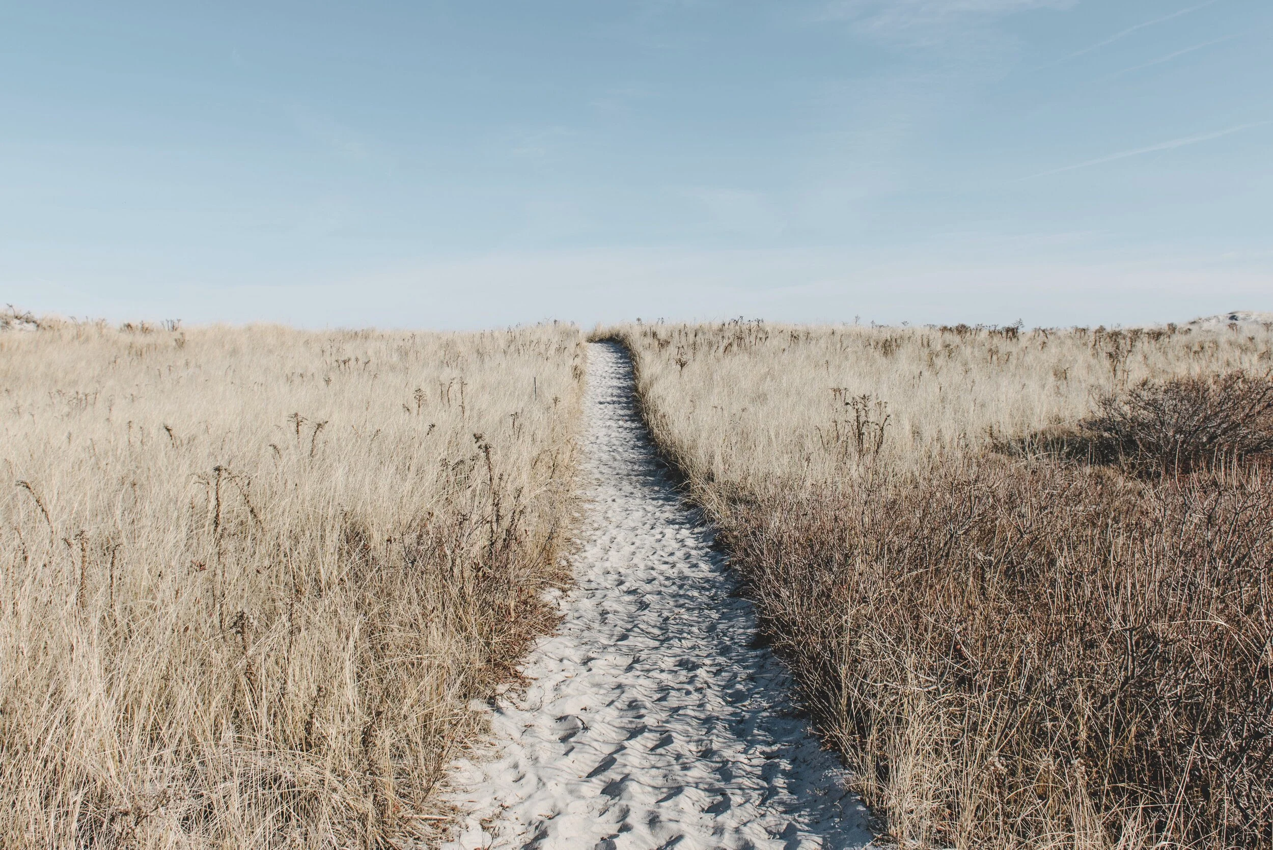 alice-donovan-rouse-pZ61ZA8QgcY-unsplash.jpeg