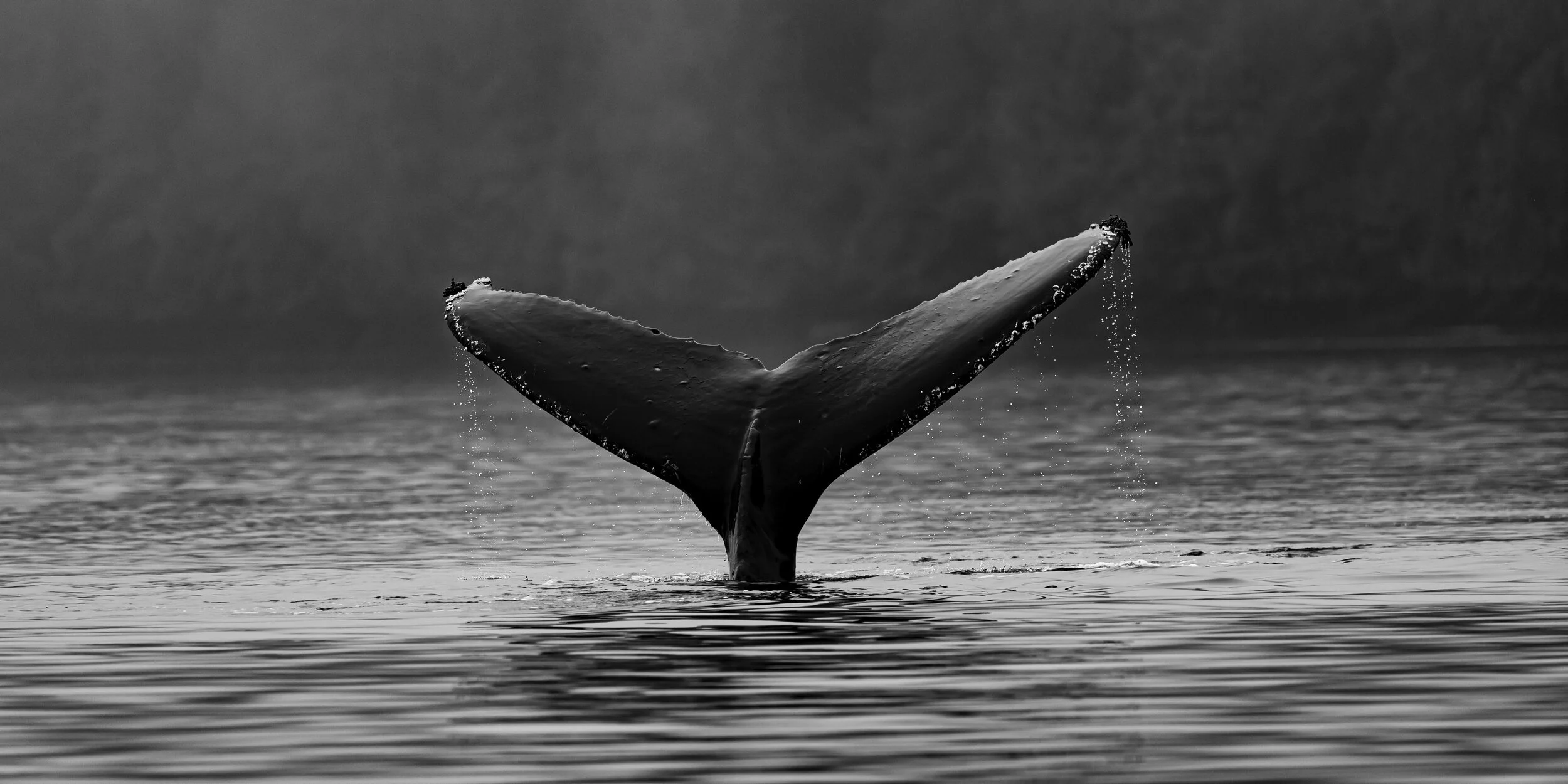 thomas-lipke-kkXDhAUnxYI-unsplash.jpeg
