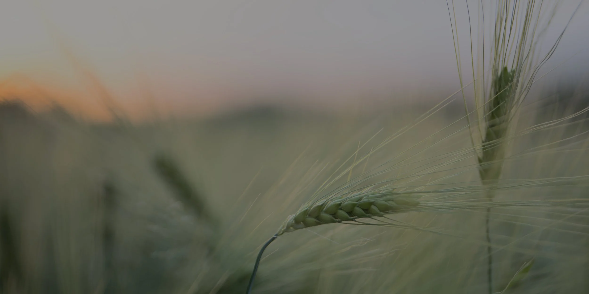 martin-jahr-TXmMWx8yr98-unsplash (1).jpeg