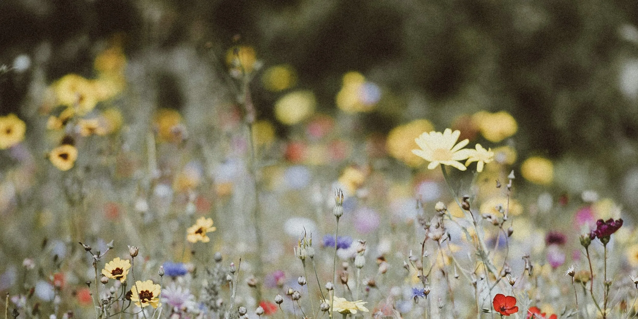 Plant a Garden