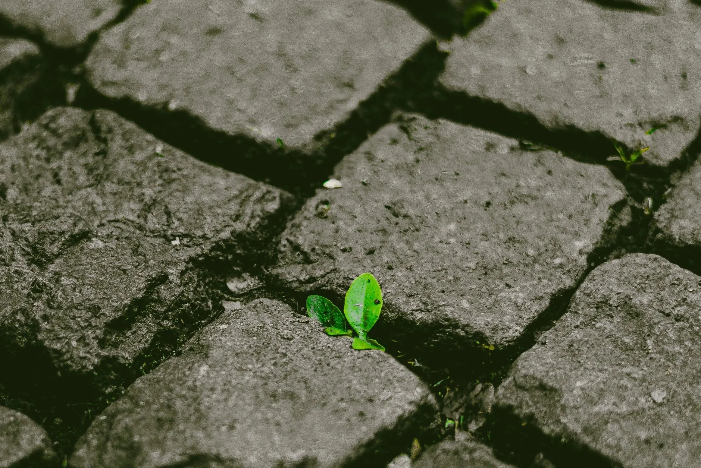 arlind-photography-1oi-fKo7q0w-unsplash.jpg